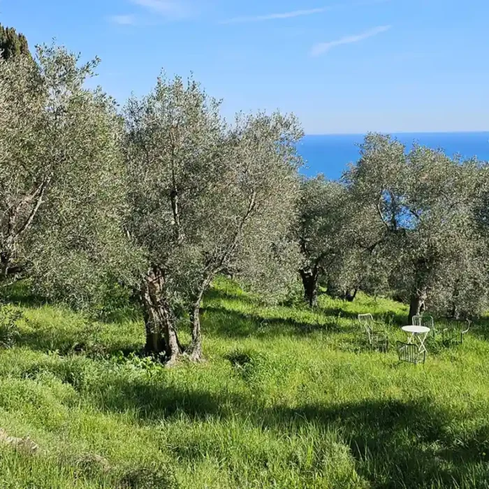 Parrainage d'un olivier
