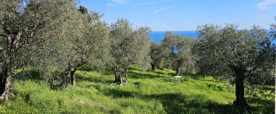 Parrainage d'un olivier