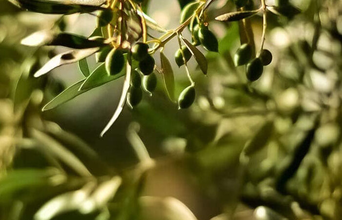 Fonds d'aide pour les producteurs d'olives bio en Italie