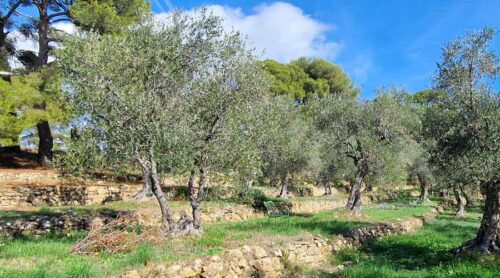 Parrainage d'une ferme d'extension d'oliviers