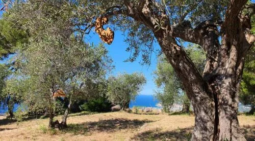 Adopter un olivier en Italie