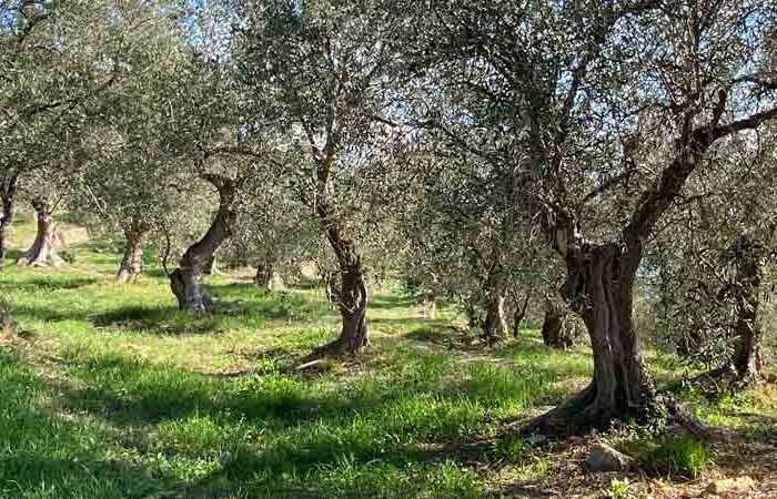 Sassolive ferme Imperia oliveraie