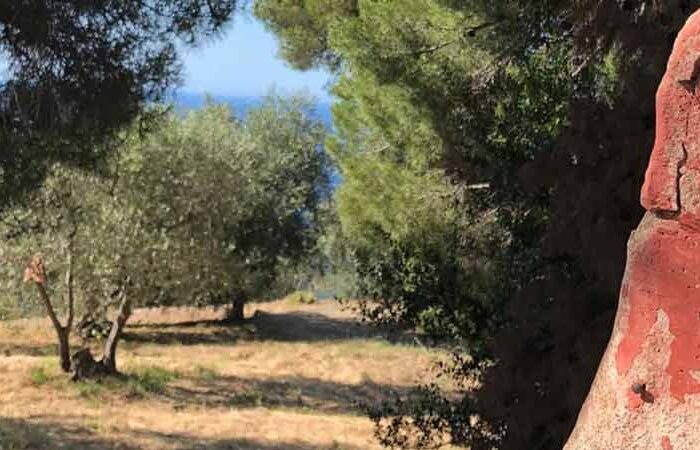 Comment fonctionne un parrainage d'olivier