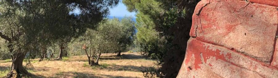 Comment fonctionne un parrainage d'olivier