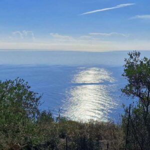 Parrainage d'un olivier en bord de mer