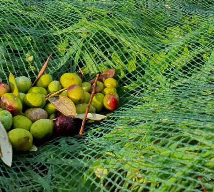 L'olive de Taggiasca