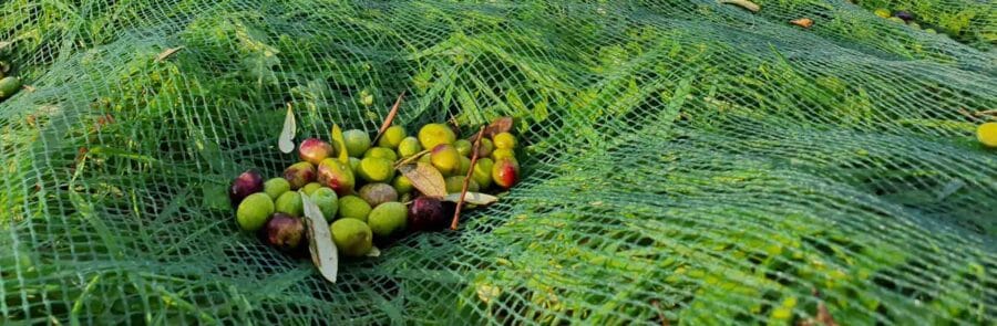 L'olive de Taggiasca